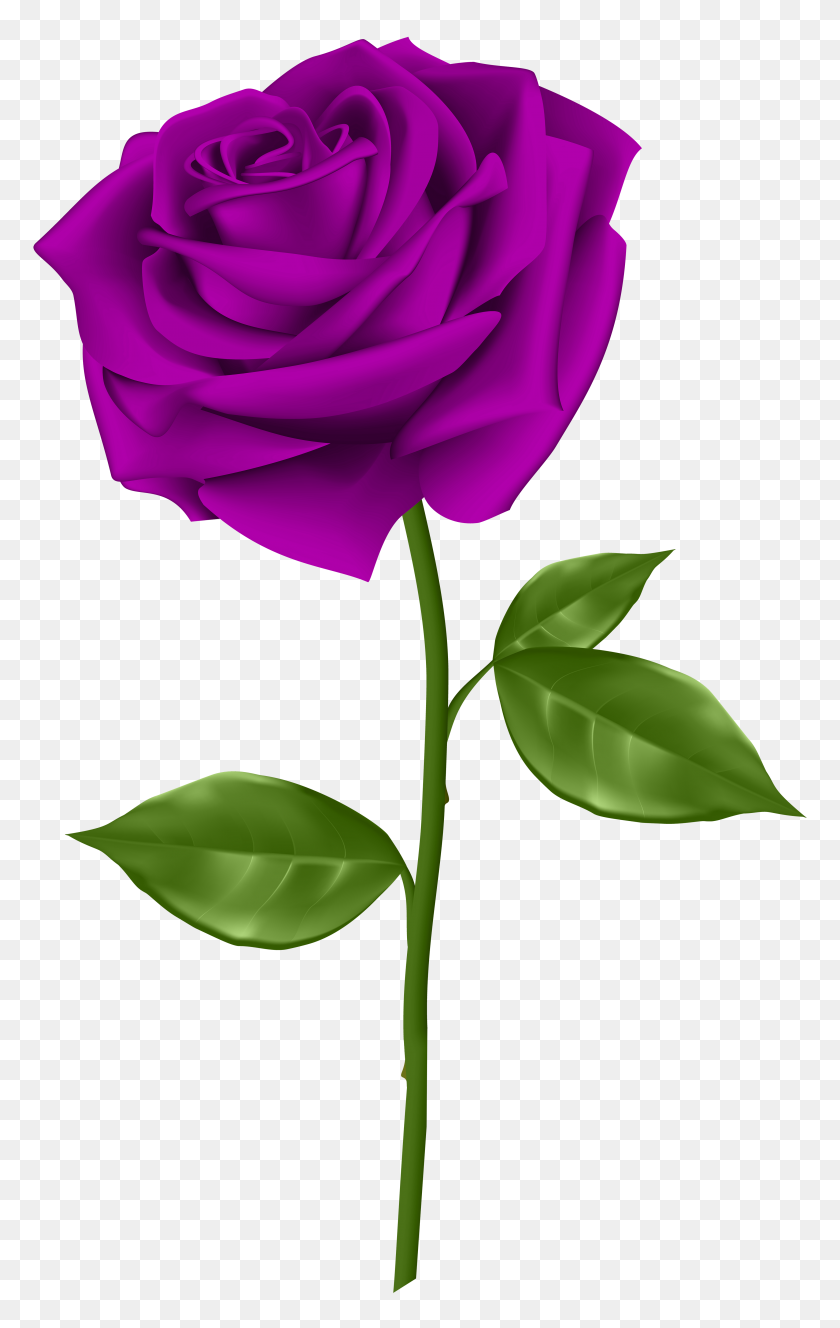 3689x6000 Масджид Синие Розы, Красные Розы И Роза - Один Цветок Png