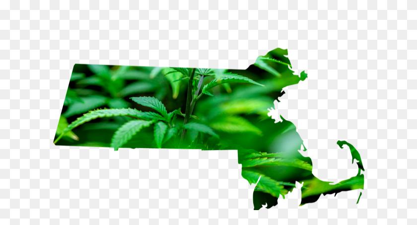 685x393 Massachusetts Could Become Marijuana Research Hub - Massachusetts PNG