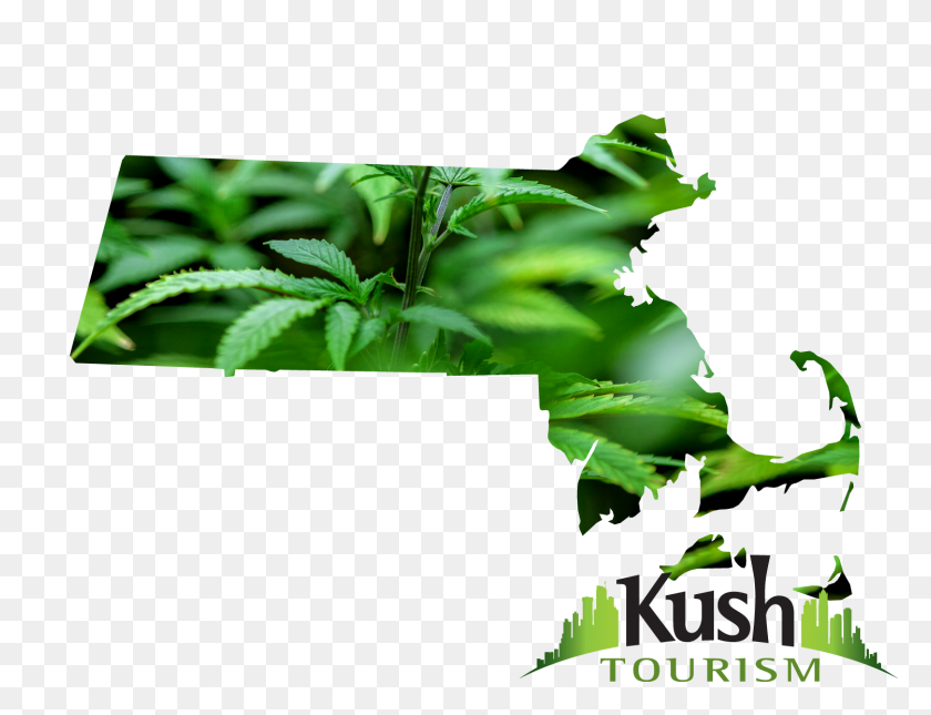 1500x1125 Dispensario De Marihuana De Massachusetts Mapa Del Directorio De Kush Turismo - Planta De Marihuana Png