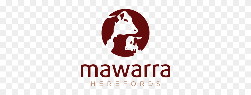 300x259 Mawarra Herefords Mawarra Genetics - Hereford Cow Clipart
