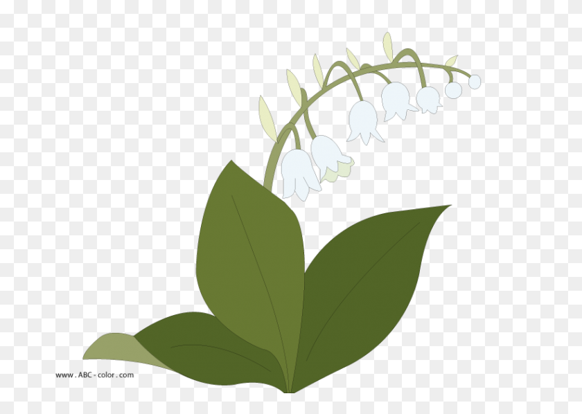 822x567 May Lily Raster Picturet - Eucalyptus PNG