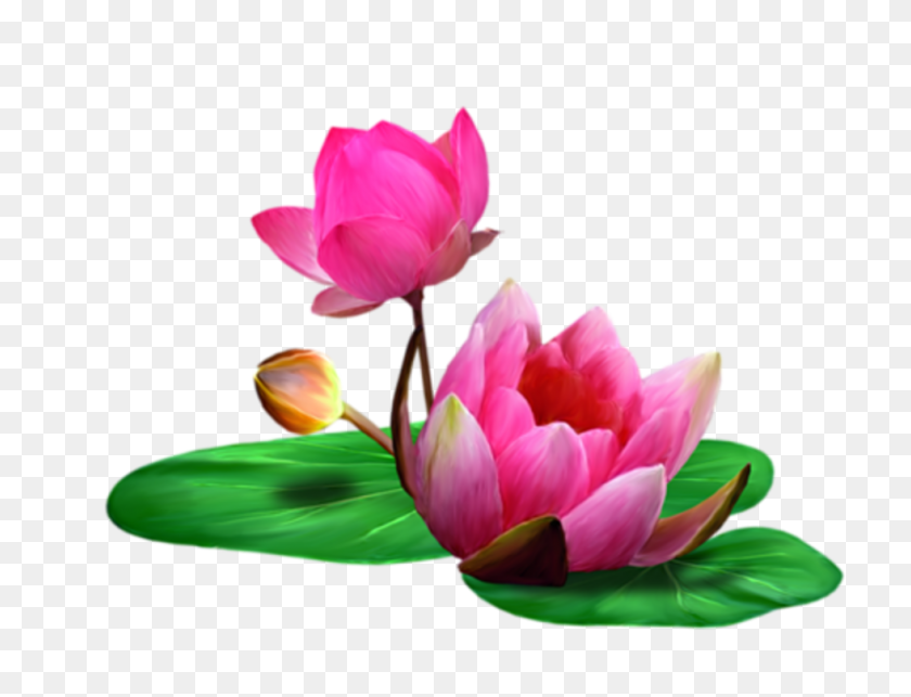 980x733 Mbw Chinoiserie Water Lily Понравилась На Polyvore С Участием - Водяная Лилия Png