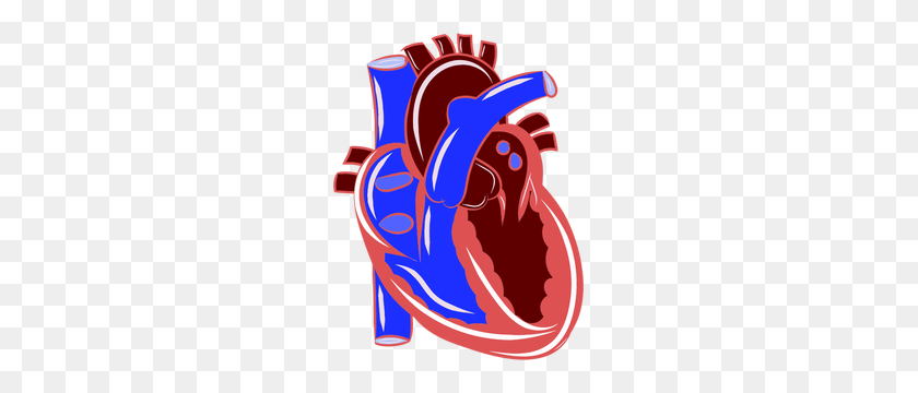 229x300 Medical Heart Clip Art Free - Change The World Clipart