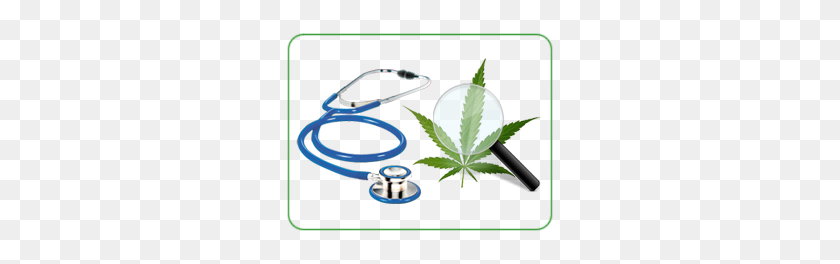 272x204 La Marihuana Medicinal Lista De Hierbas Comprar Hierba En Línea De Canadá - La Marihuana Png