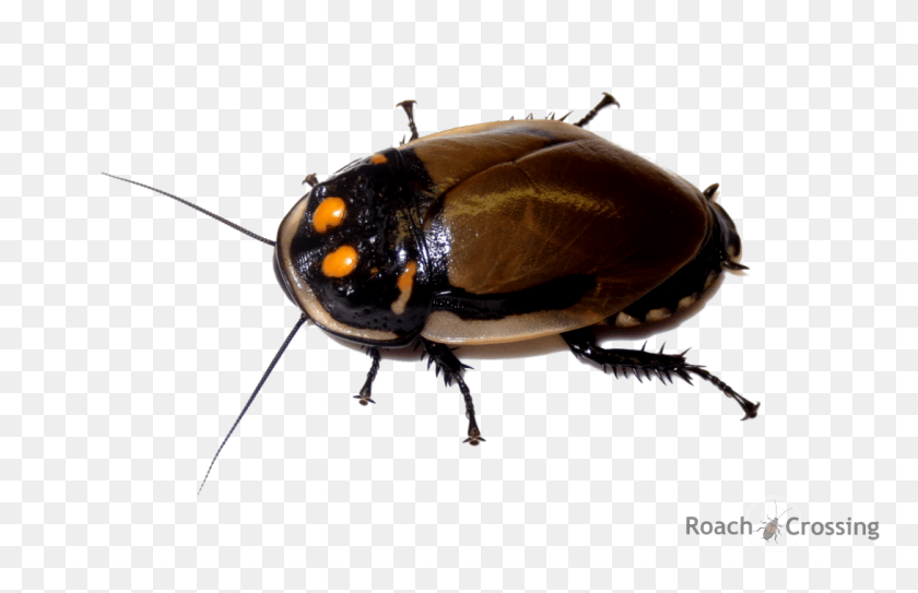 1090x675 Mega Glowspot Roach - Roach PNG