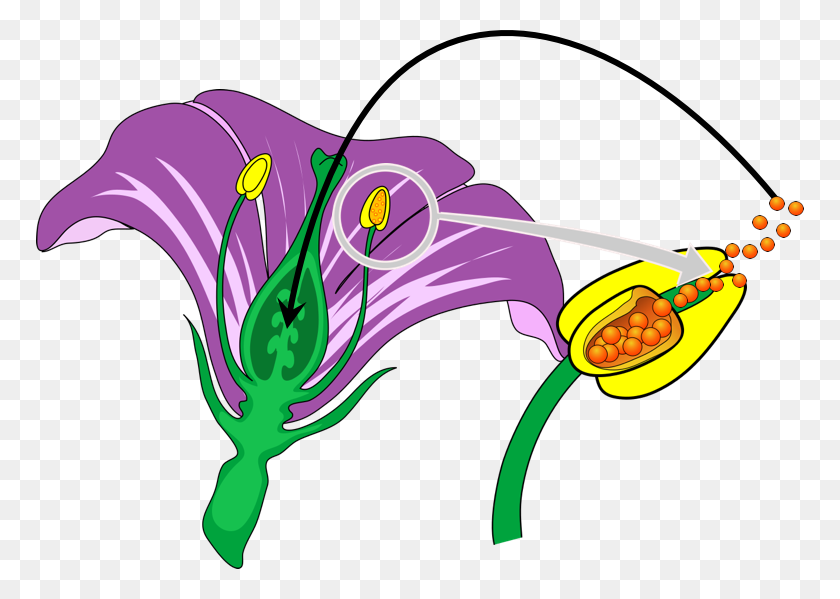 768x539 Mendel And The Gene E Chapter The Biology Primer - Pollination Clipart