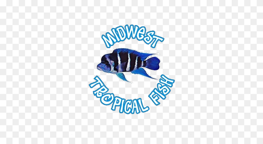 381x400 Midwesttropicalfish - Peces Tropicales Png