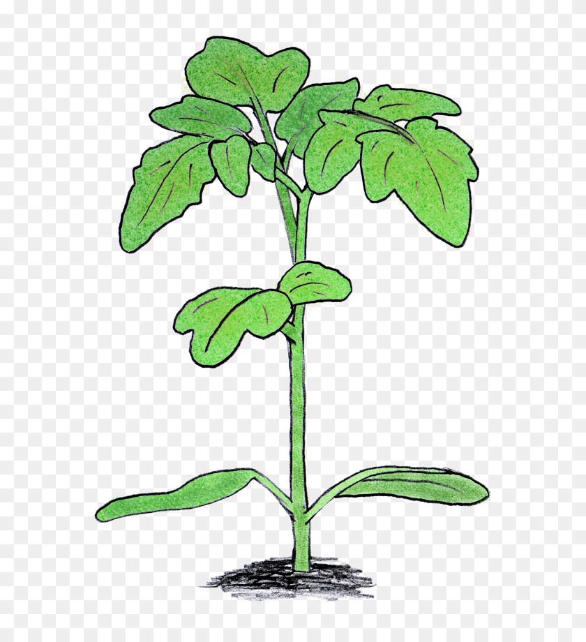 600x860 Mike Roberts - Tomato Plant PNG