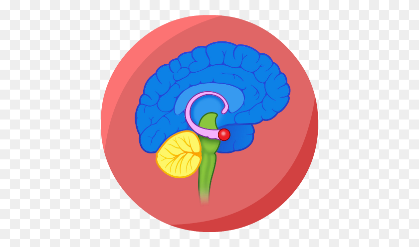 436x436 Mind Clipart Brain Thinking - Clipart De Cerebro Pensante Para Niños