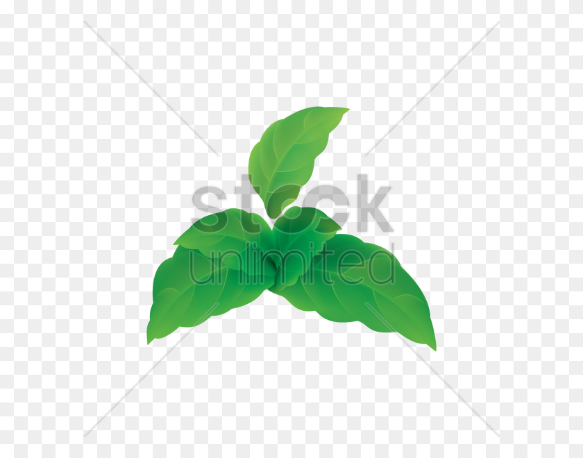 600x600 Mint Leaves Vector Image - Mint Leaf PNG