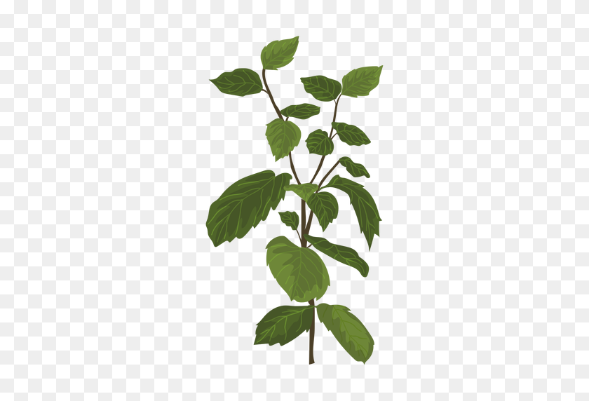 512x512 Mint Mentha Herb Illustration - Mint Leaf PNG