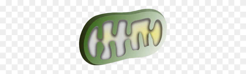 300x193 Mithochondrion Clip Art - Chloroplast Clipart