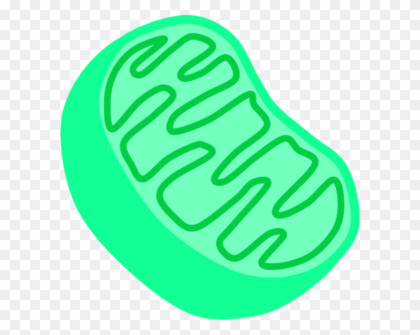 600x610 Mitochondria Clipart Gallery Images - Mitochondria PNG