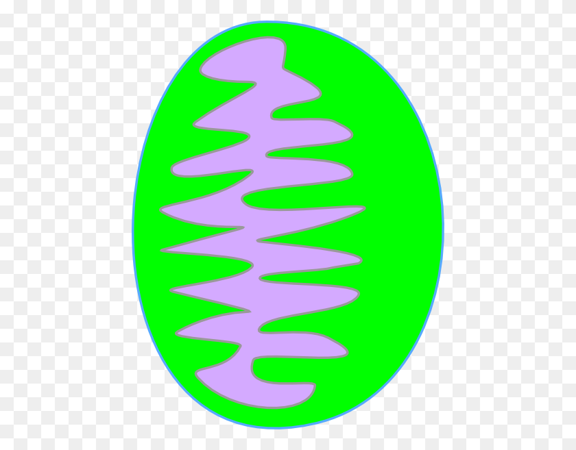 456x597 Mitochondria Green Clipart - Mitochondria Clipart