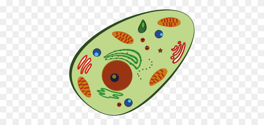 399x340 Рисунок Органеллы Митохондрии Растительной Клетки - Клипарт Клеточной Мембраны
