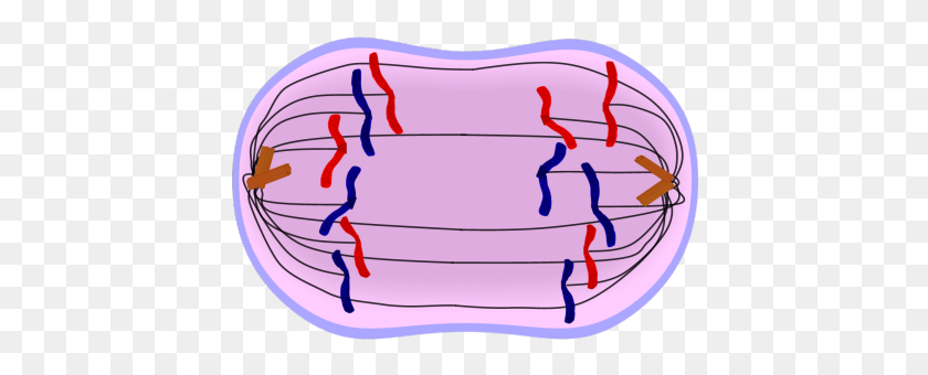 424x280 Mitosis And Meiosis Cycle Sutori - Mitosis Clipart