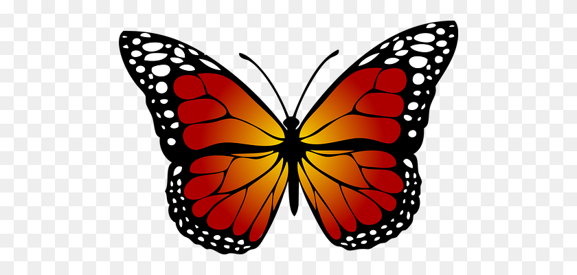 494x340 Клипарт Бабочки Монарх Черно-Белые Бабочки Бесплатно Клип - Бесплатные Бабочки Клипарт Черно-Белые