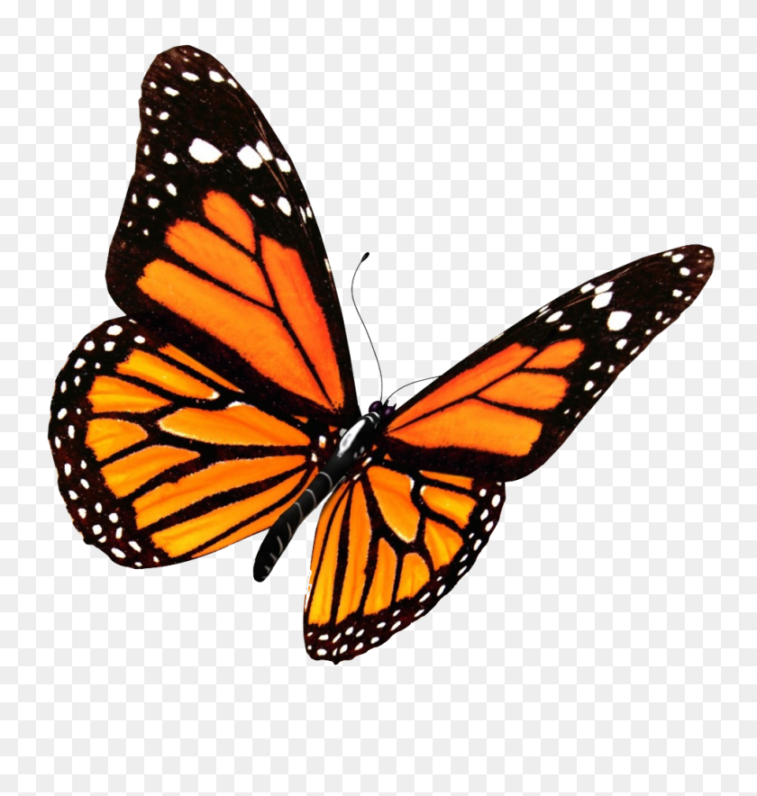 969x1024 Бабочка Монарх - Настоящая Бабочка Png
