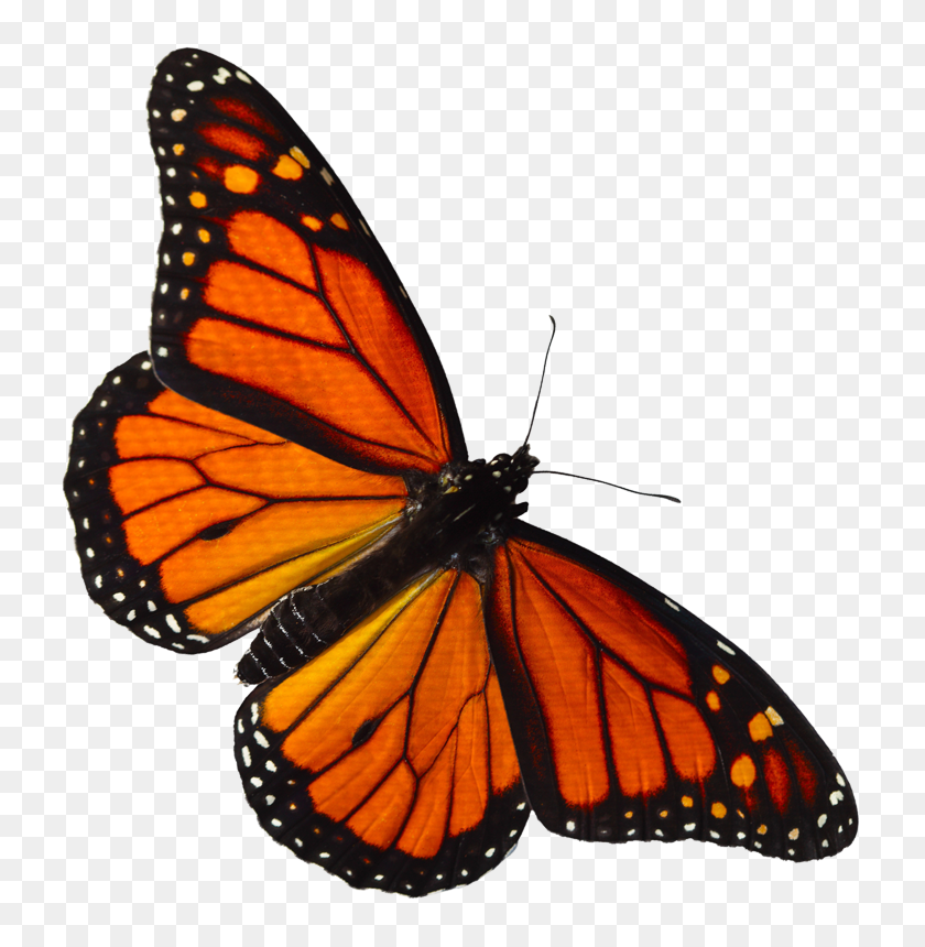 757x800 Monarch Butterfly - Monarch Butterfly PNG