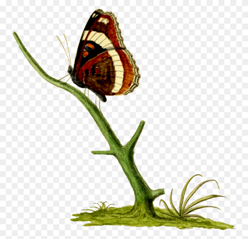 756x750 Бабочка Монарх Кисть Ноги Бабочки Насекомых Паутинка Крылатые - Бабочка Монарх Клипарт
