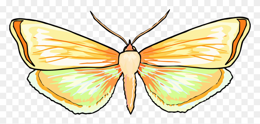 1714x750 Monarch Butterfly Brush Footed Butterflies Pieridae Birdwing Free - Orange Butterfly Clipart