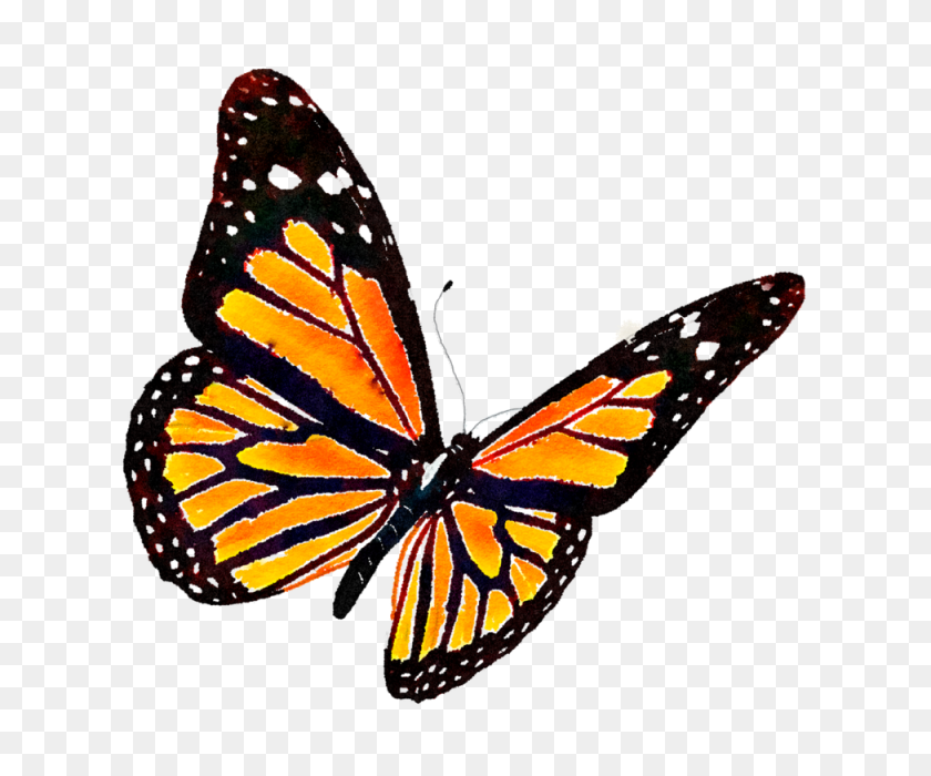 640x640 Mariposa Monarca, Mariposa Clipart, Monarca Png - Imágenes Png Descargar