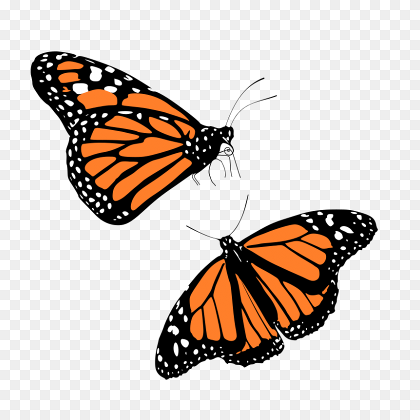 800x800 Monarch Butterfly Clipart - Simple Butterfly Clipart