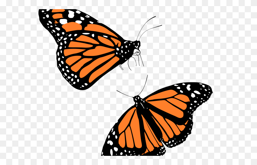 640x480 Наброски Бабочки Монарх Клипарт - Контур Бабочки Png