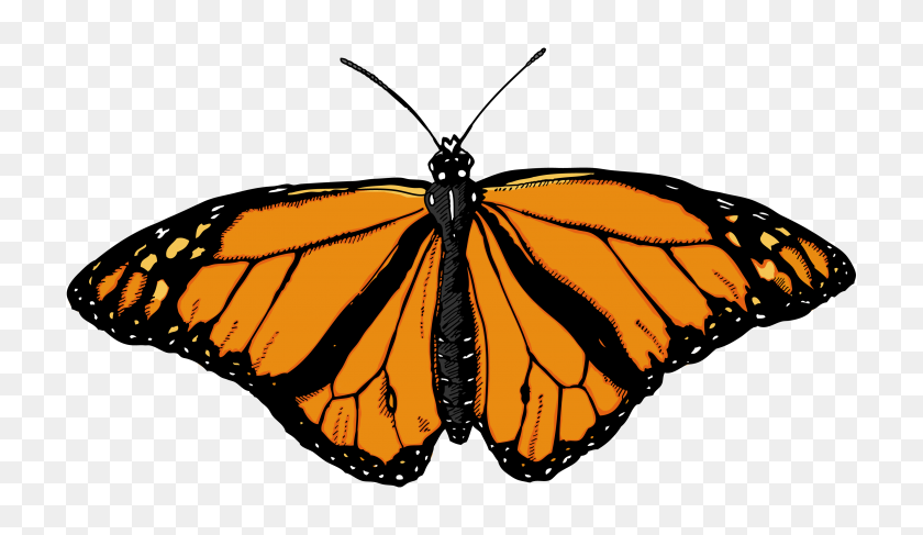 3450x1890 Monarch Butterfly Clipart Rainforest Butterfly - Rainforest PNG