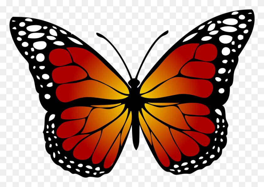 960x660 Бесплатные Изображения Бабочка Монарх - Бабочка Клипарт