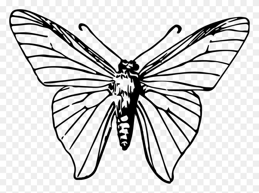 1280x928 Mariposa Monarca Insecto Polilla Clipart - Polilla Clipart