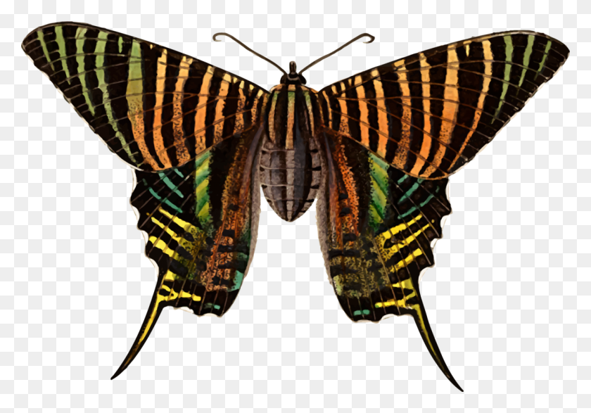 1110x750 Монарх Бабочка Мотылек Кисти Ноги Бабочки Урания Бесплатно - Мотылек Клипарт