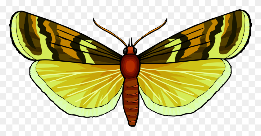 1549x750 Бабочка Монарх Pieridae Кисть Ноги Бабочки Бесплатно Насекомых - Бабочка Монарх Клипарт