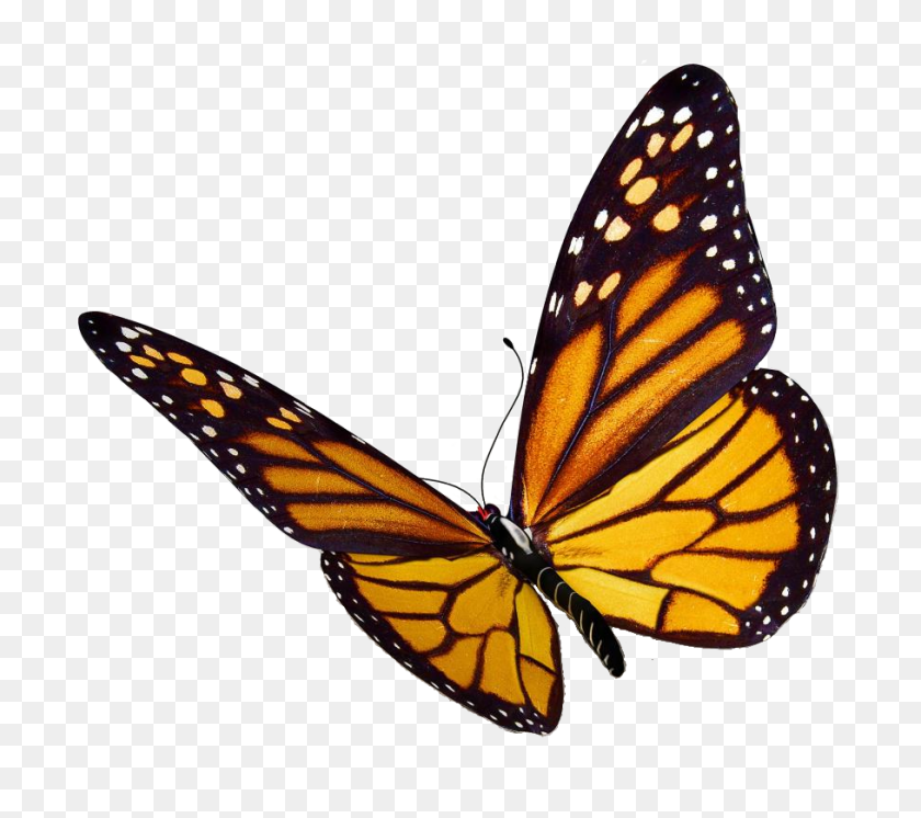 909x800 Monarch Butterfly Png - Monarch Butterfly PNG