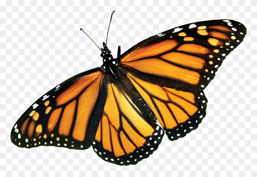 1500x1000 Монарх Бабочка Png Изображение Png Искусства - Монарх Бабочка Png
