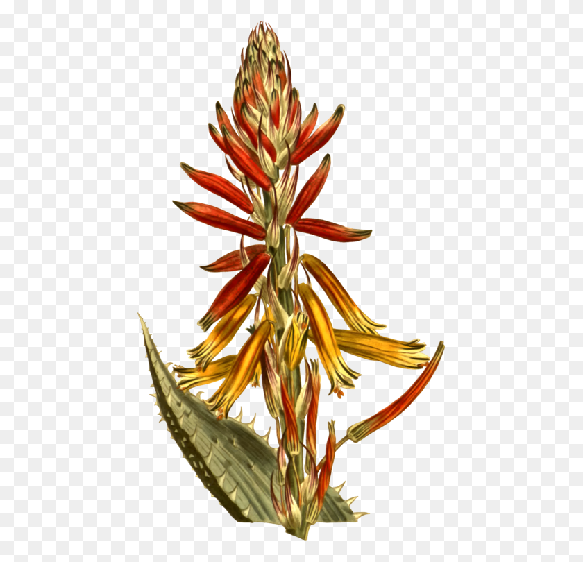 443x750 Moninckx Atlas Candelabra Aloe Hedgehog Aloe Aloe Vera Succulent - Succulent PNG