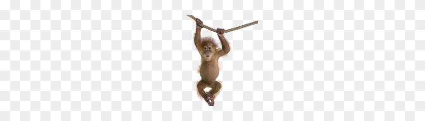 180x180 Monkey Png Clipart - Monkey PNG