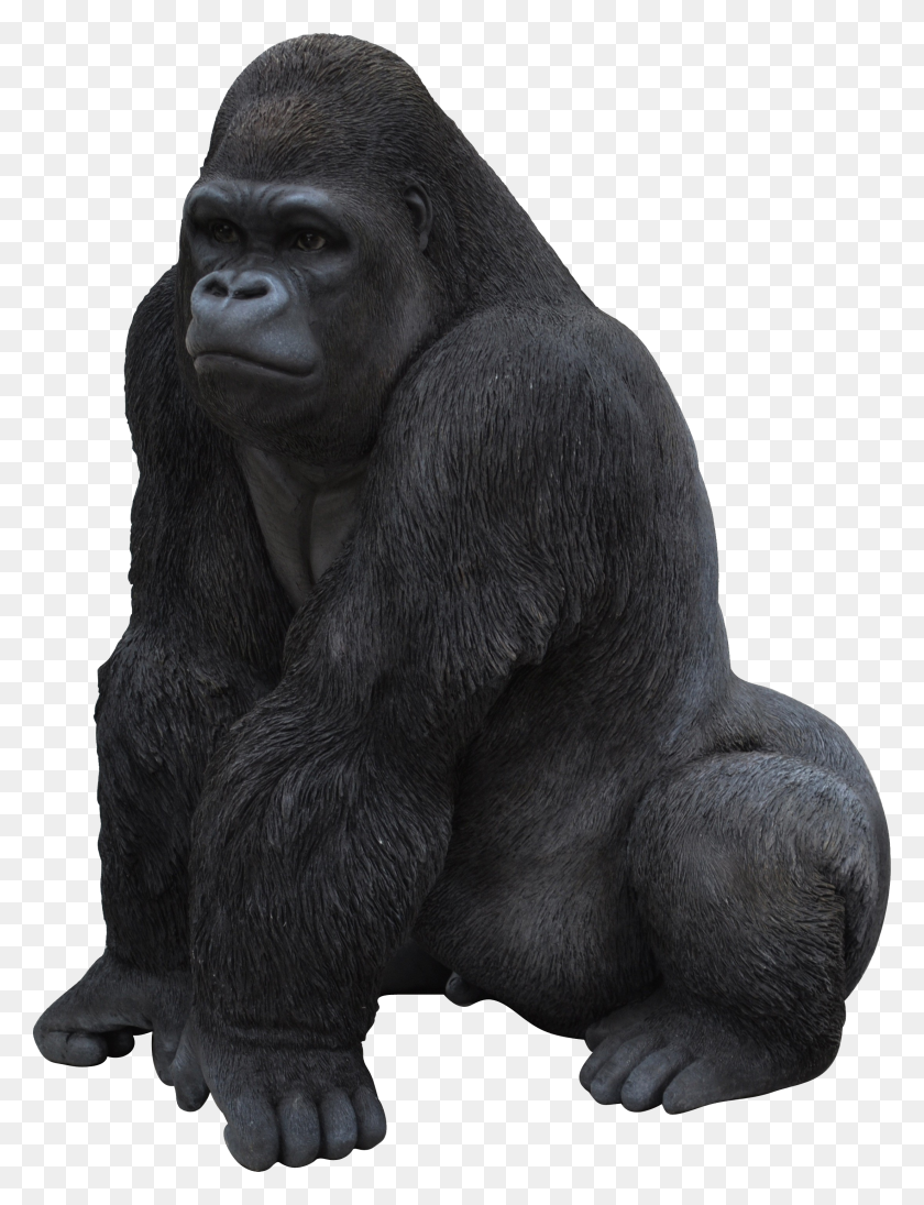 2203x2925 Monkey Png Images - Ape PNG