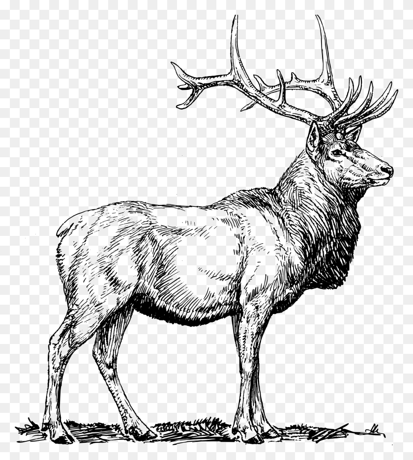 1979x2223 Monochrome Clipart Elk - Antler Clip Art