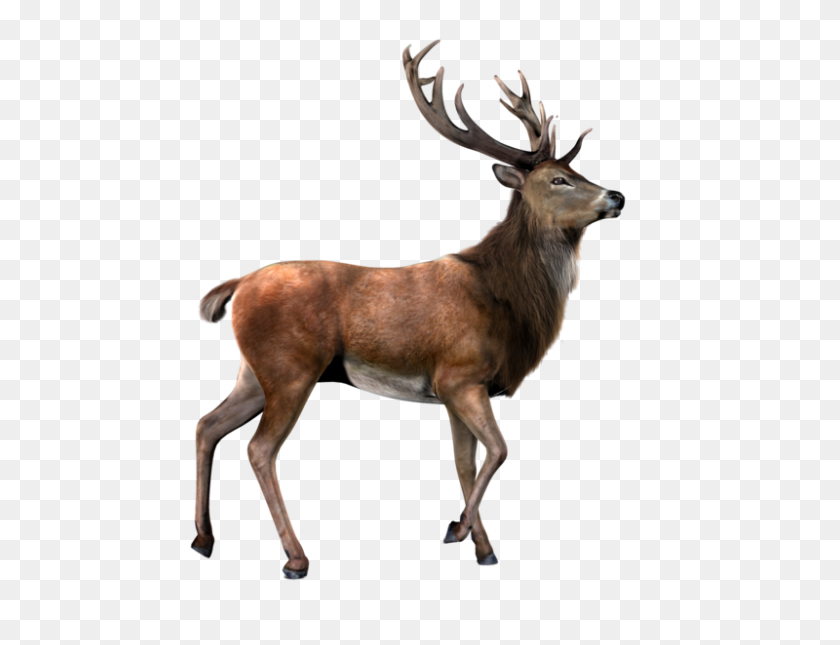 800x600 Moose, Elk Png Images Free Download - Elk PNG