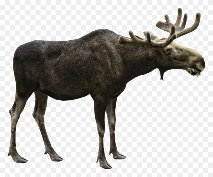 850x695 Moose Png - Moose PNG