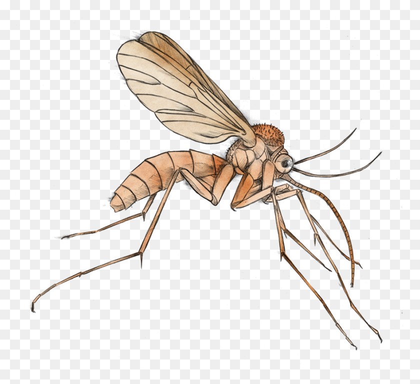 880x800 Mosquito Clipart - Stable Clipart