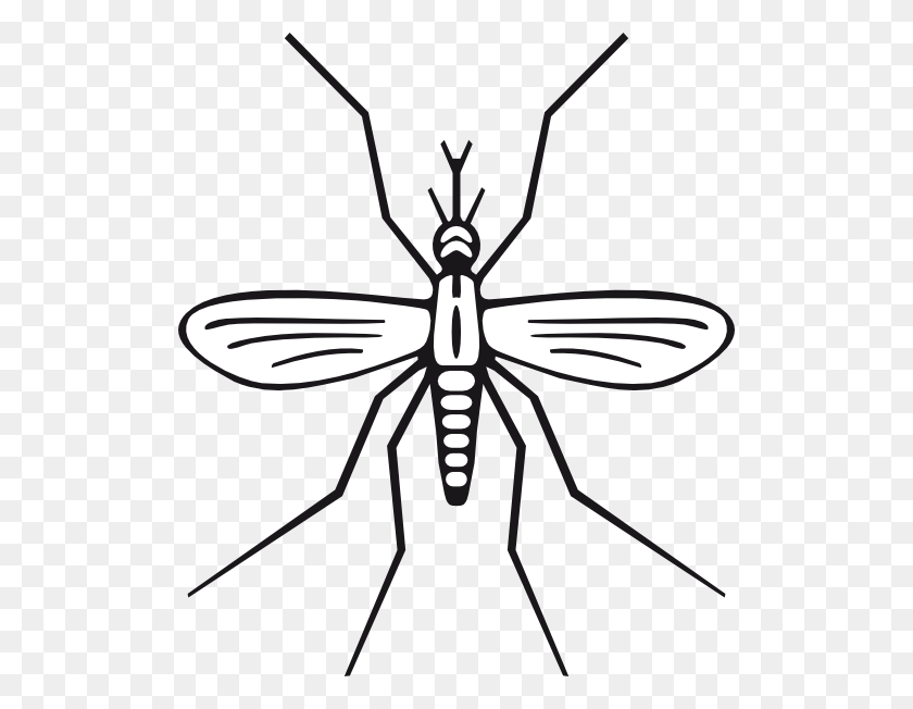 512x592 Mosquito Clipart - Mosquito PNG