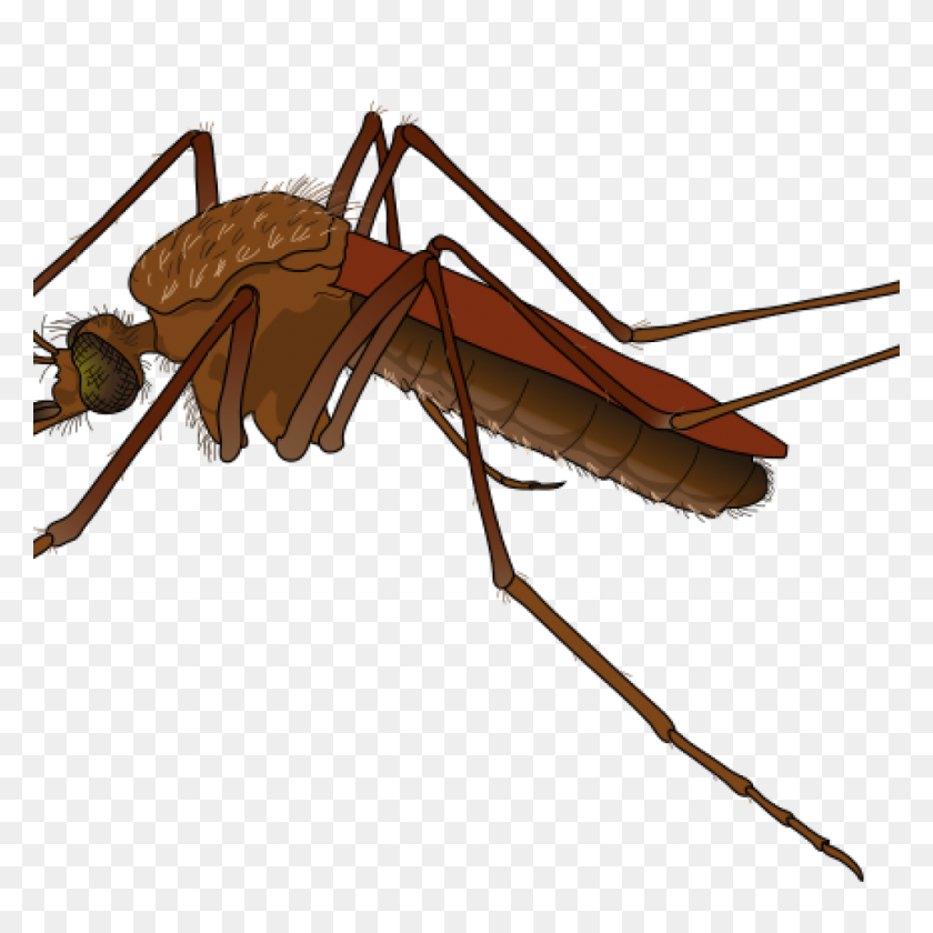 1024x1024 Скачать Бесплатный Клипарт Mosquito - Mosquito Clipart