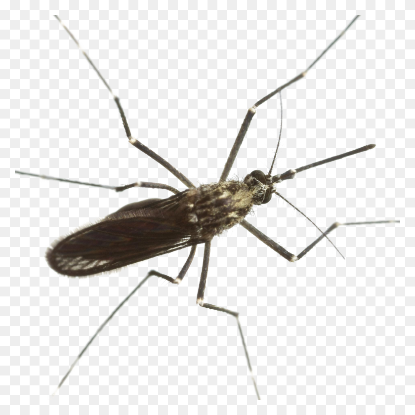 1900x1900 Mosquito Png Image - Mosquito Png