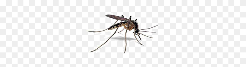 270x170 Mosquito Hd Png Transparente Mosquito Hd Images - Mosquito Png
