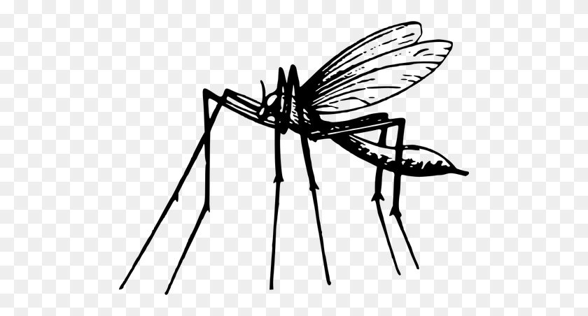500x392 Mosquito In Black And White - Mosquito Clip Art