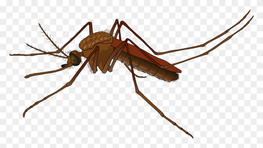 960x510 Mosquito Png Hd Transparent Mosquito Imágenes Hd - Mosquito Png