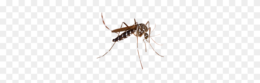 250x210 Mosquito Png Images - Mosquito PNG