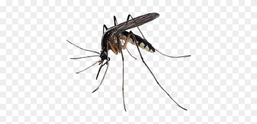 426x346 Mosquito Imágenes Png Descargar Gratis - Mosquito Clipart